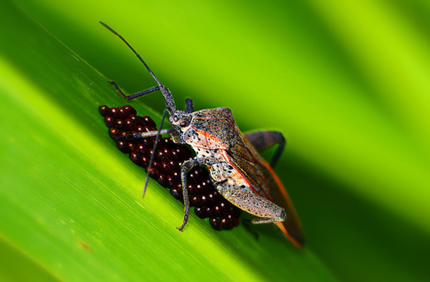 Macro bugs